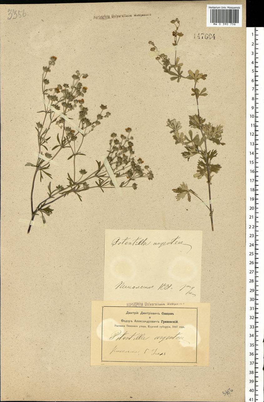 Potentilla argentea L., Eastern Europe, Central forest-and-steppe region (E6) (Russia)