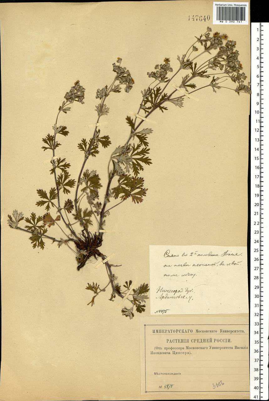 Potentilla argentea L., Eastern Europe, Volga-Kama region (E7) (Russia)
