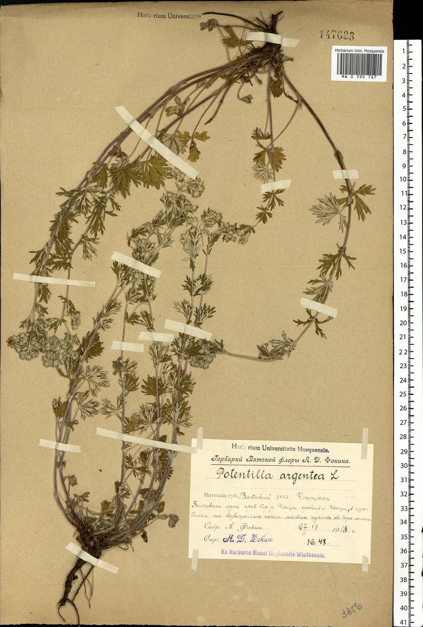 Potentilla argentea L., Eastern Europe, Volga-Kama region (E7) (Russia)