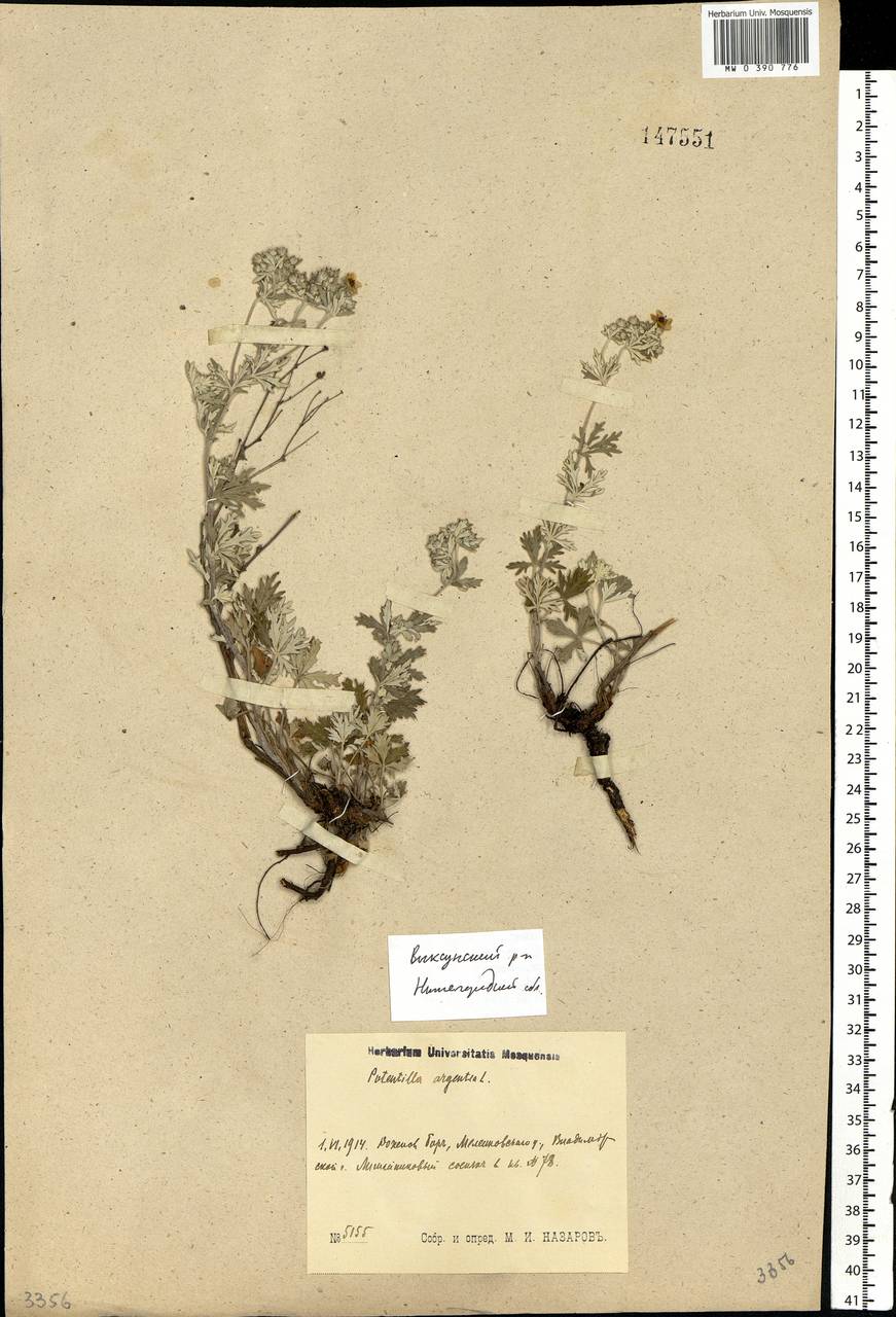 Potentilla argentea L., Eastern Europe, Volga-Kama region (E7) (Russia)
