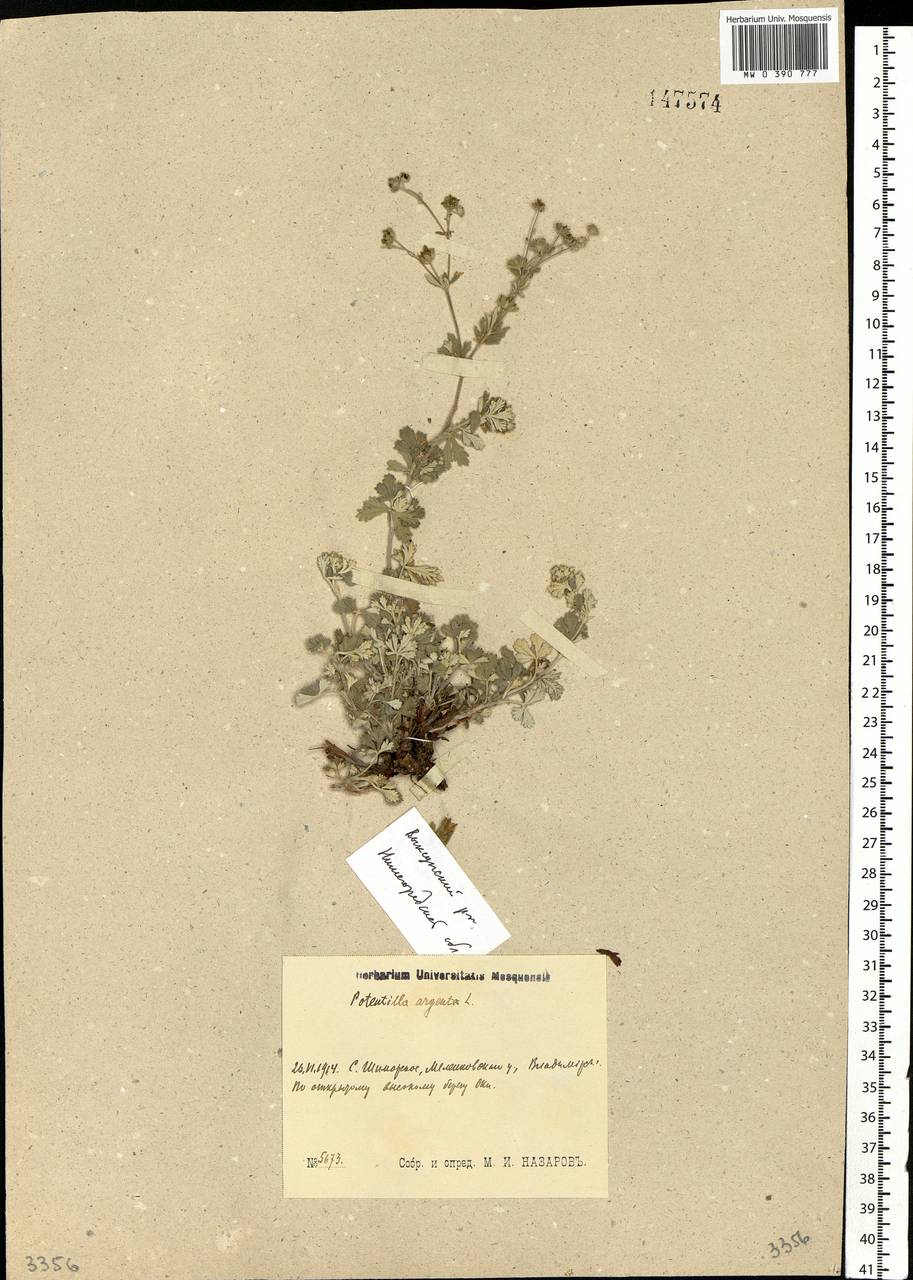 Potentilla argentea L., Eastern Europe, Volga-Kama region (E7) (Russia)