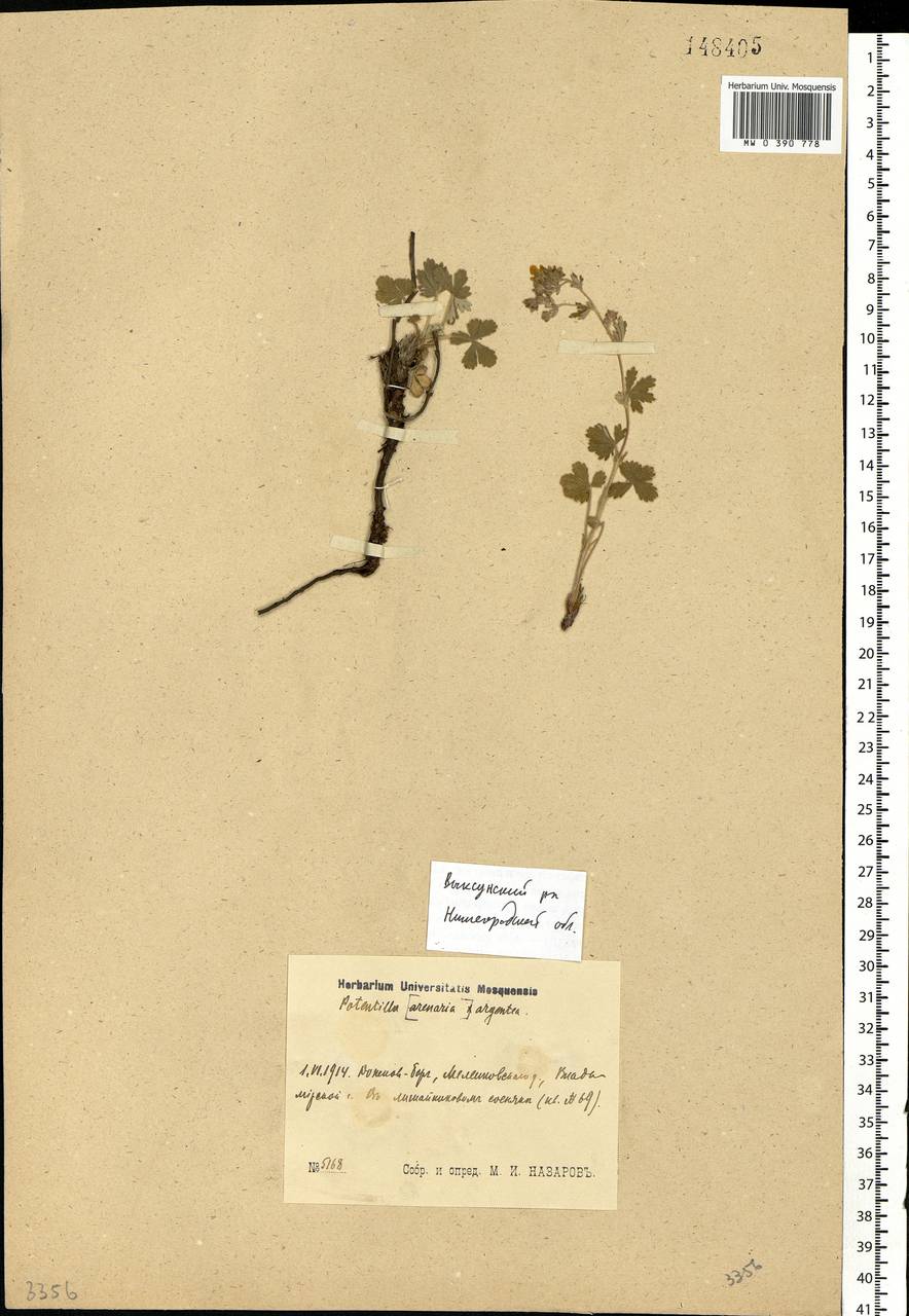 Potentilla argentea L., Eastern Europe, Volga-Kama region (E7) (Russia)