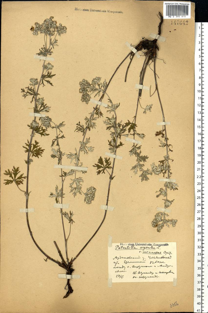 Potentilla argentea L., Eastern Europe, Middle Volga region (E8) (Russia)