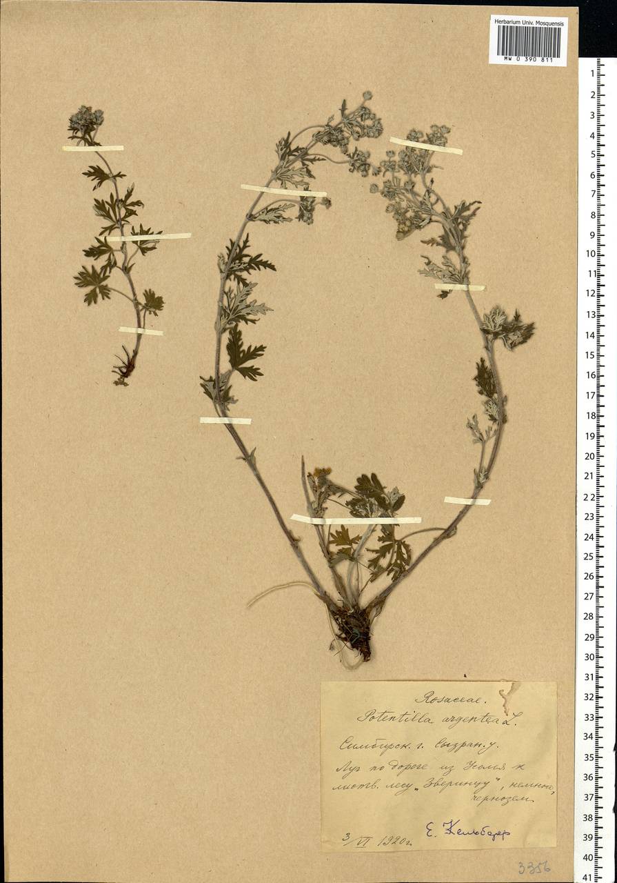 Potentilla argentea L., Eastern Europe, Middle Volga region (E8) (Russia)
