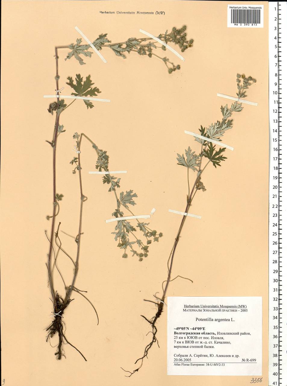 Potentilla argentea L., Eastern Europe, Lower Volga region (E9) (Russia)