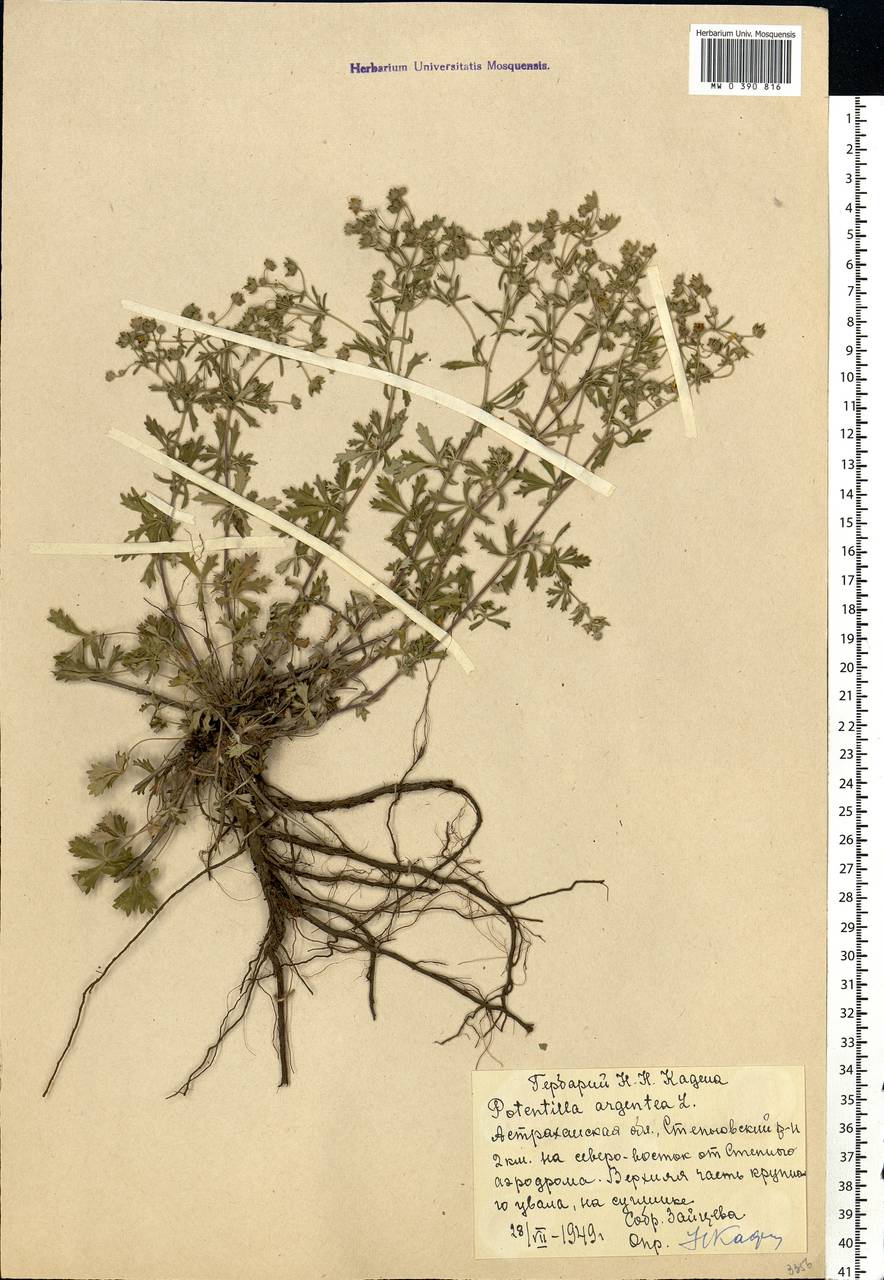 Potentilla argentea L., Eastern Europe, Lower Volga region (E9) (Russia)