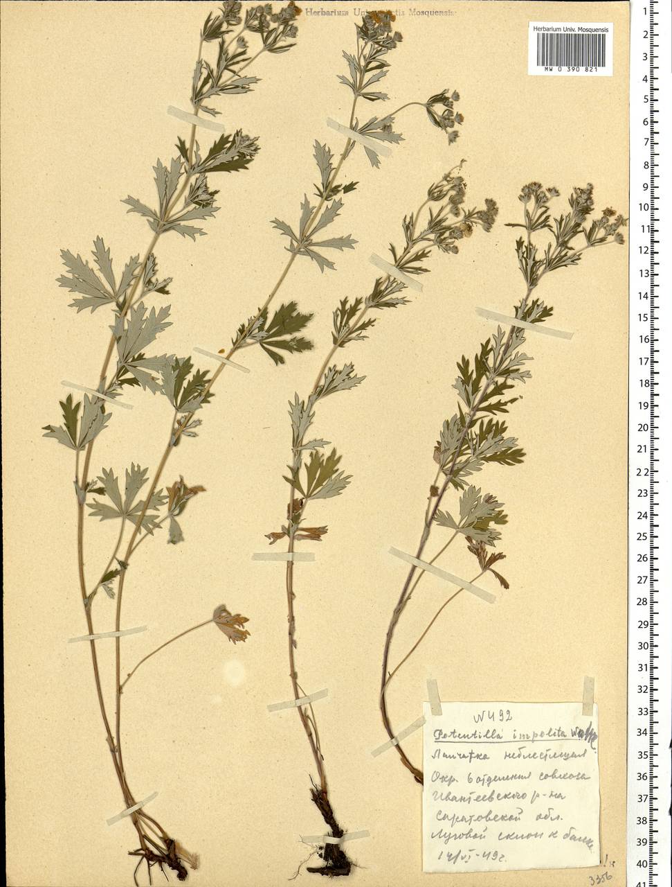 Potentilla argentea L., Eastern Europe, Lower Volga region (E9) (Russia)