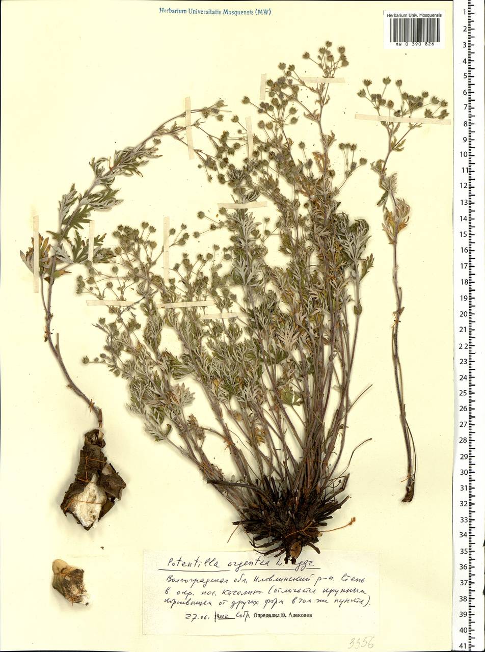 Potentilla argentea L., Eastern Europe, Lower Volga region (E9) (Russia)