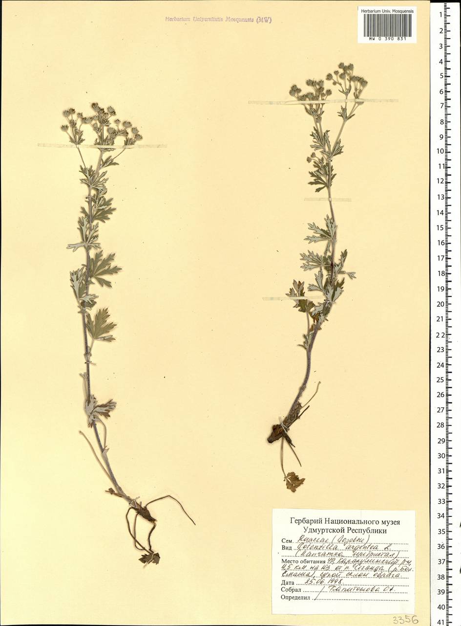 Potentilla argentea L., Eastern Europe, Volga-Kama region (E7) (Russia)