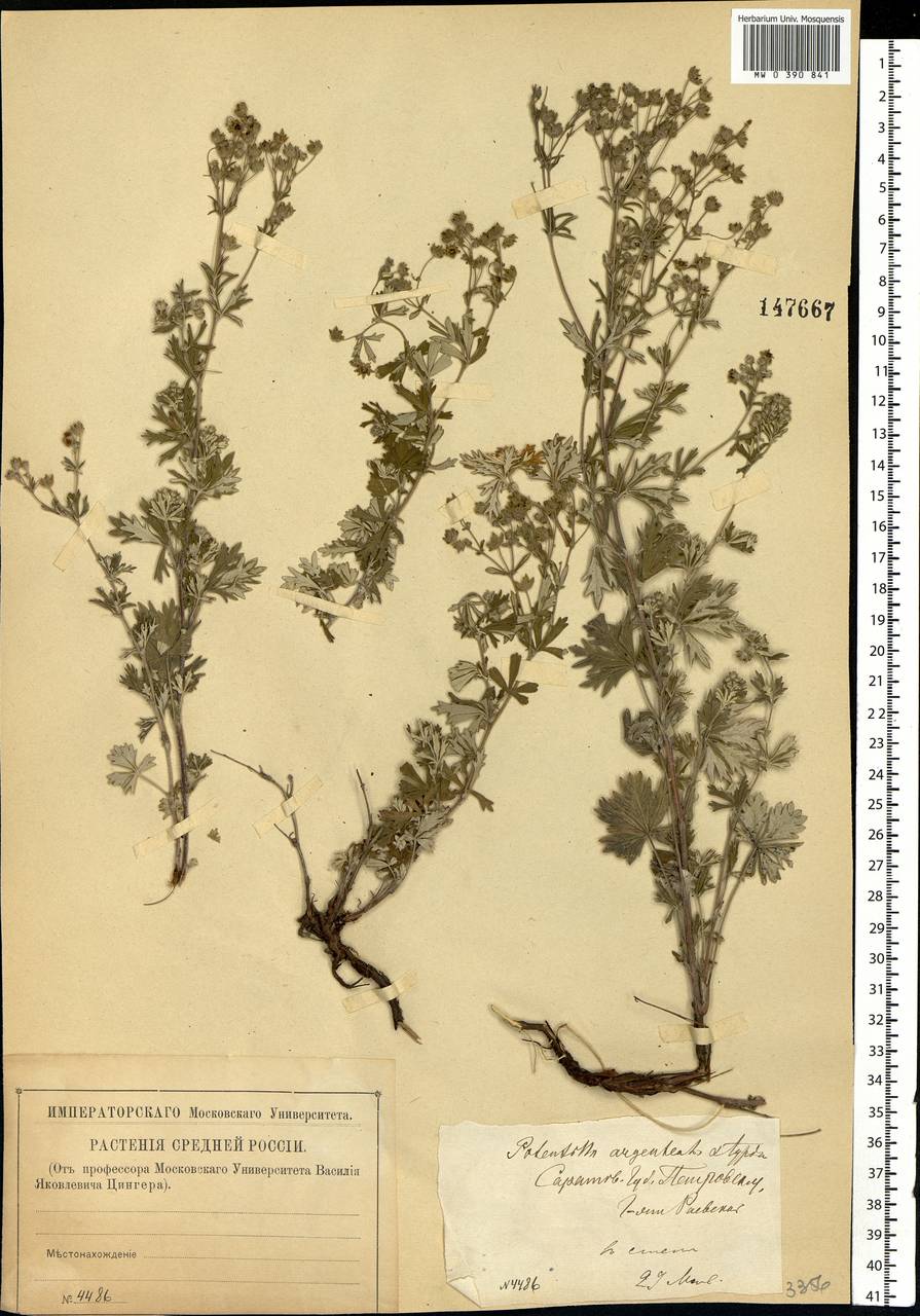 Potentilla argentea L., Eastern Europe, Middle Volga region (E8) (Russia)