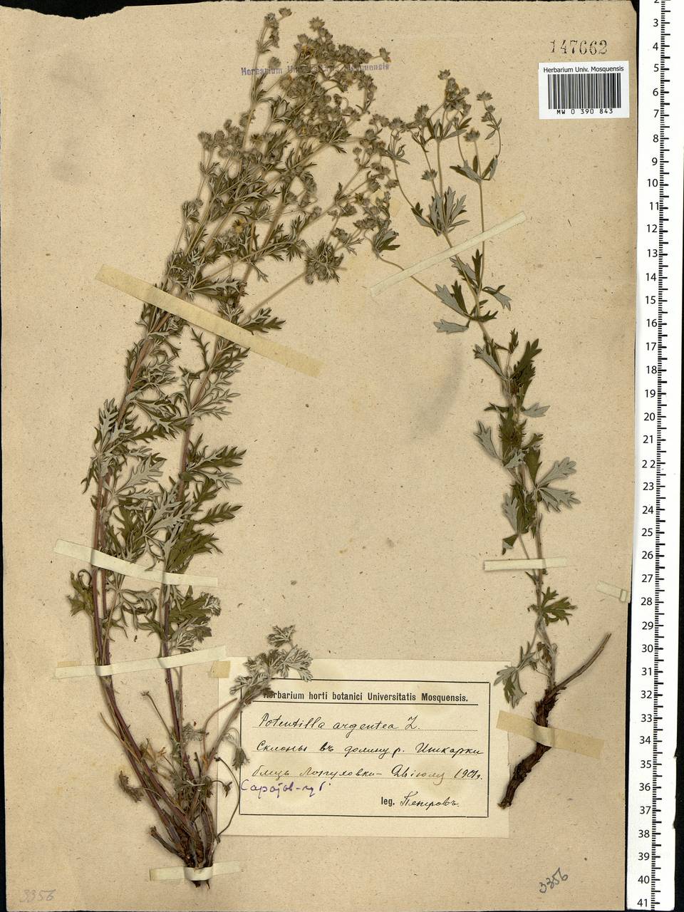 Potentilla argentea L., Eastern Europe, Lower Volga region (E9) (Russia)