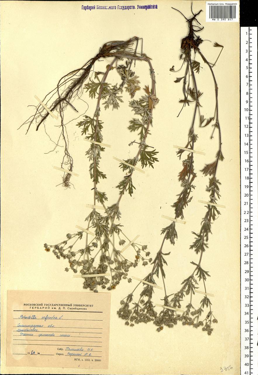 Potentilla argentea L., Eastern Europe, Lower Volga region (E9) (Russia)