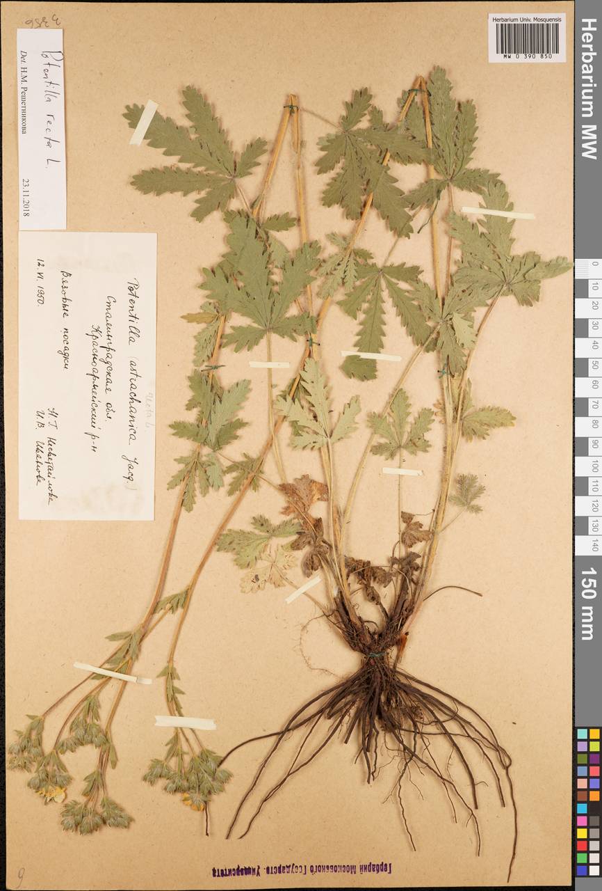 Potentilla recta L., Eastern Europe, Lower Volga region (E9) (Russia)