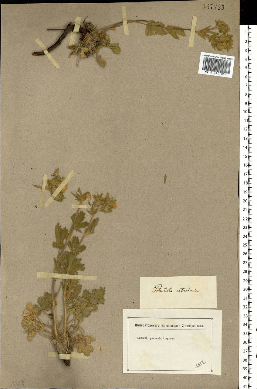 Potentilla astracanica Jacq., Eastern Europe, Lower Volga region (E9) (Russia)