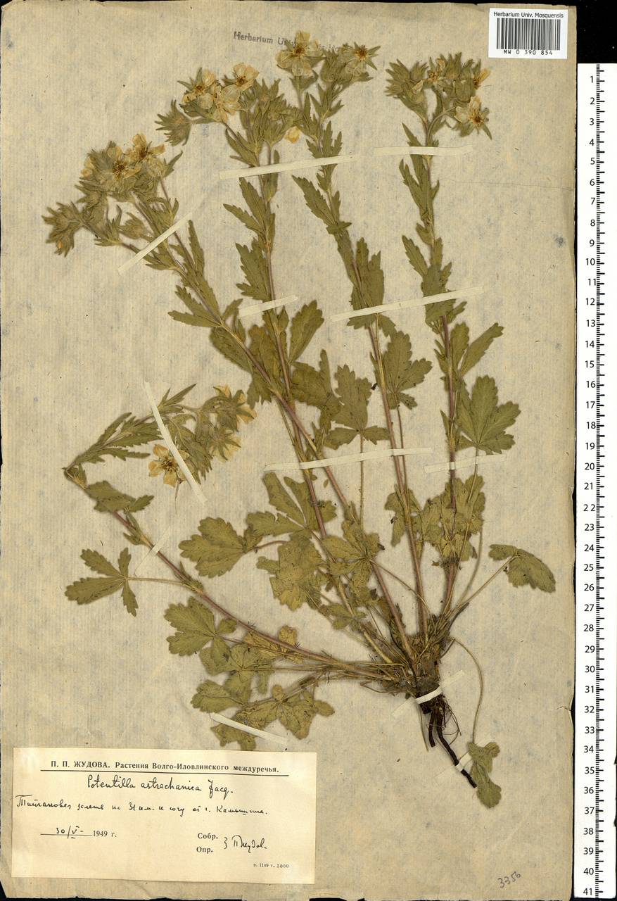 Potentilla astracanica Jacq., Eastern Europe, Lower Volga region (E9) (Russia)