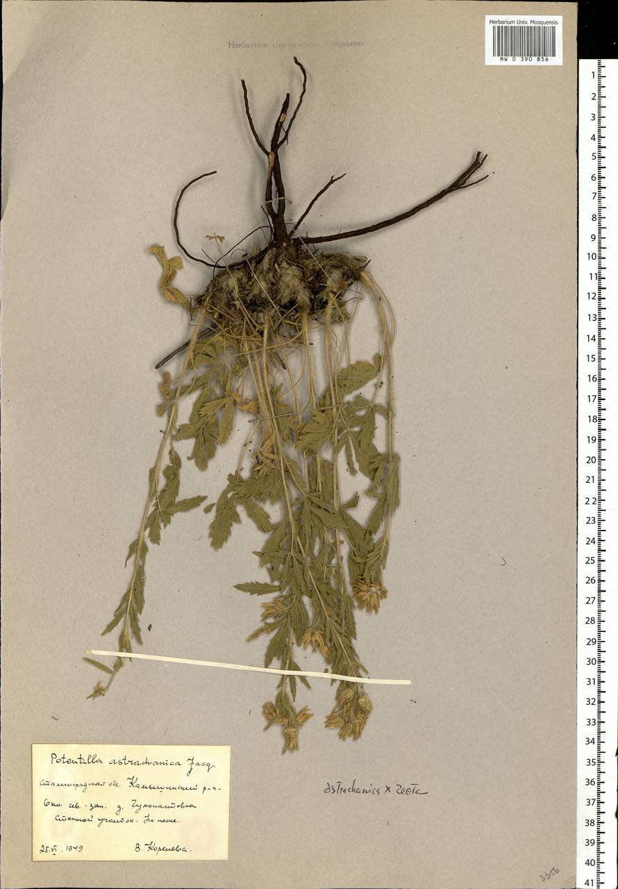 Potentilla astracanica Jacq., Eastern Europe, Lower Volga region (E9) (Russia)