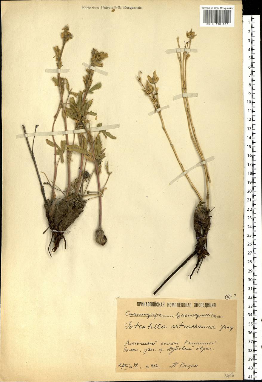 Potentilla astracanica Jacq., Eastern Europe, Lower Volga region (E9) (Russia)