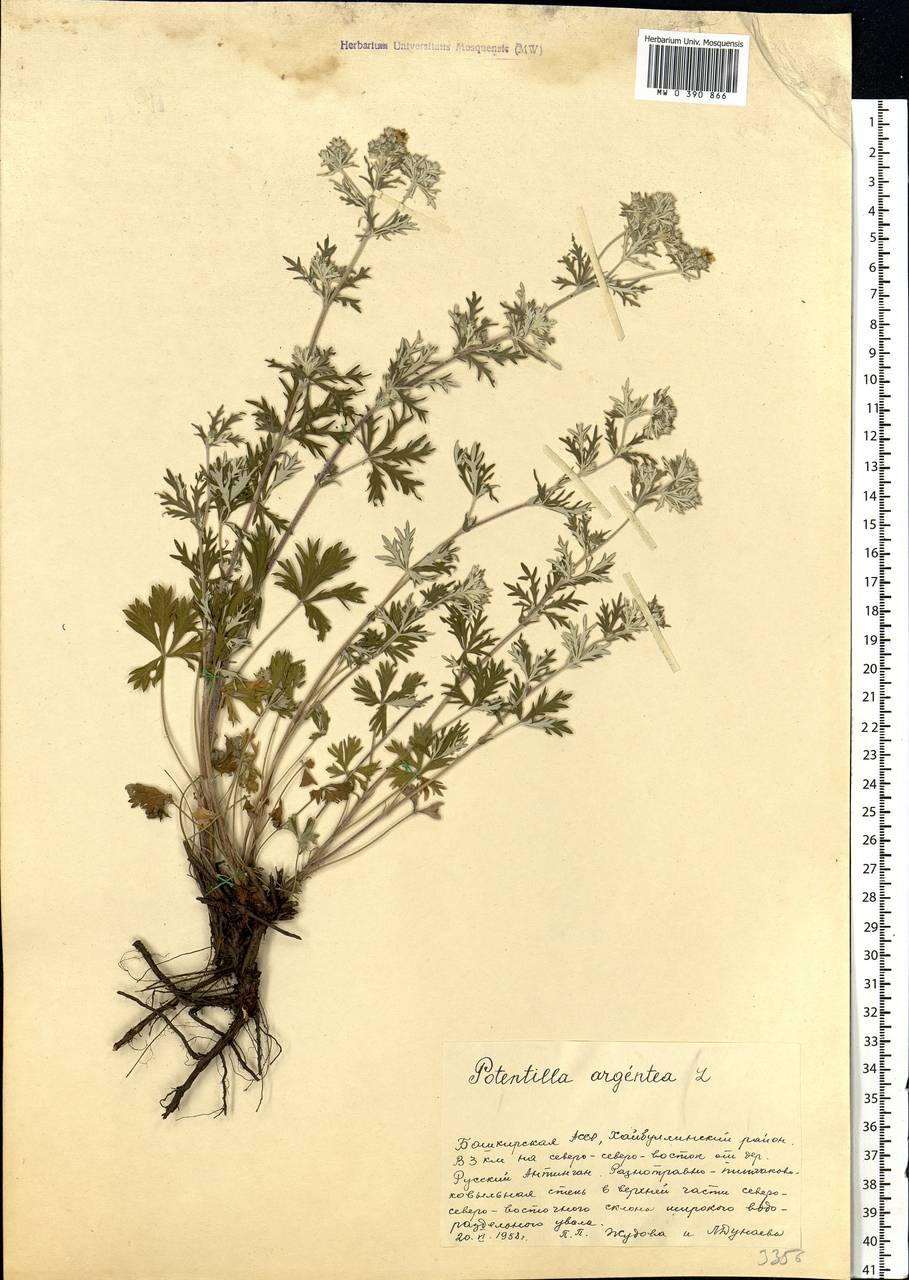 Potentilla argentea L., Eastern Europe, Eastern region (E10) (Russia)