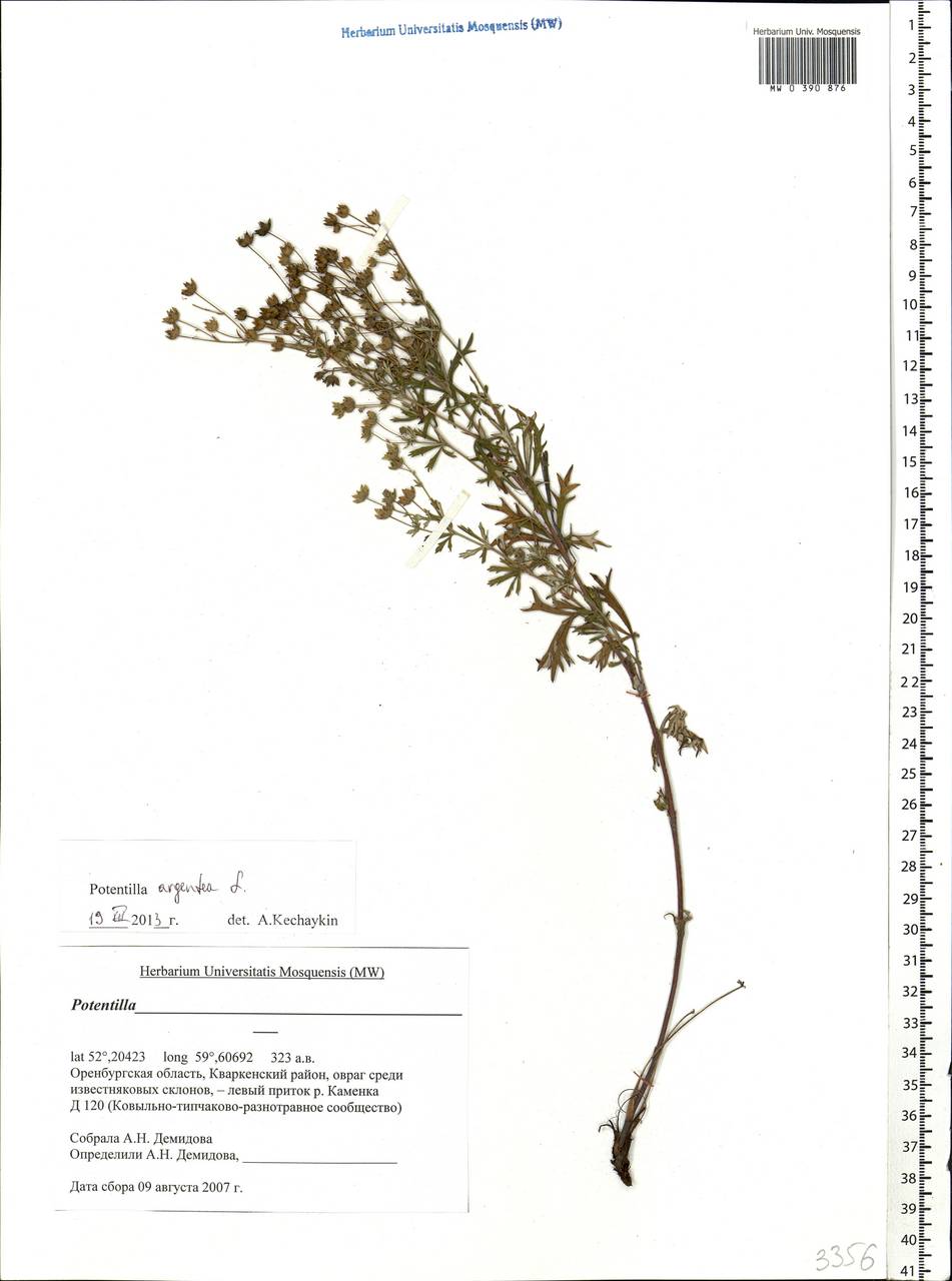 Potentilla argentea L., Eastern Europe, Eastern region (E10) (Russia)