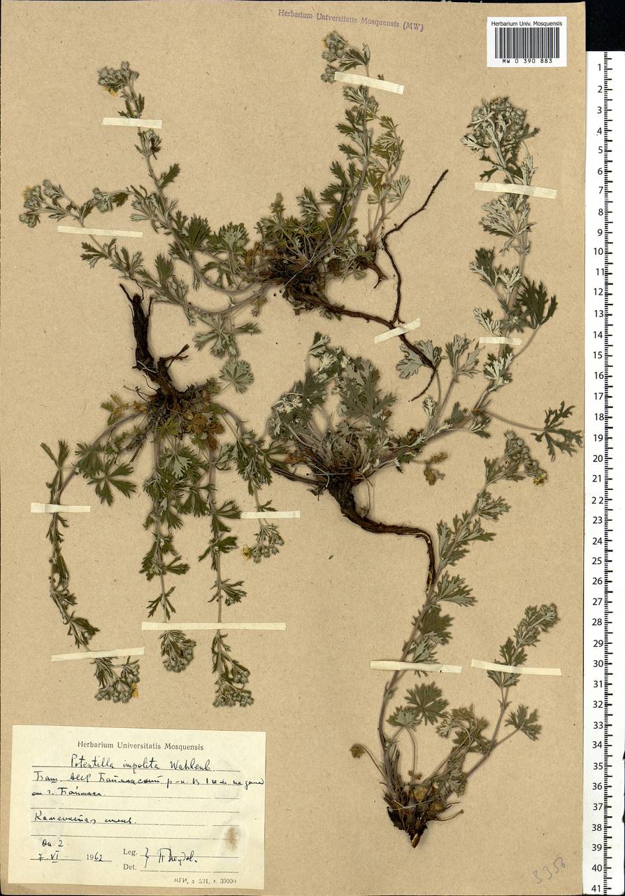 Potentilla argentea L., Eastern Europe, Eastern region (E10) (Russia)