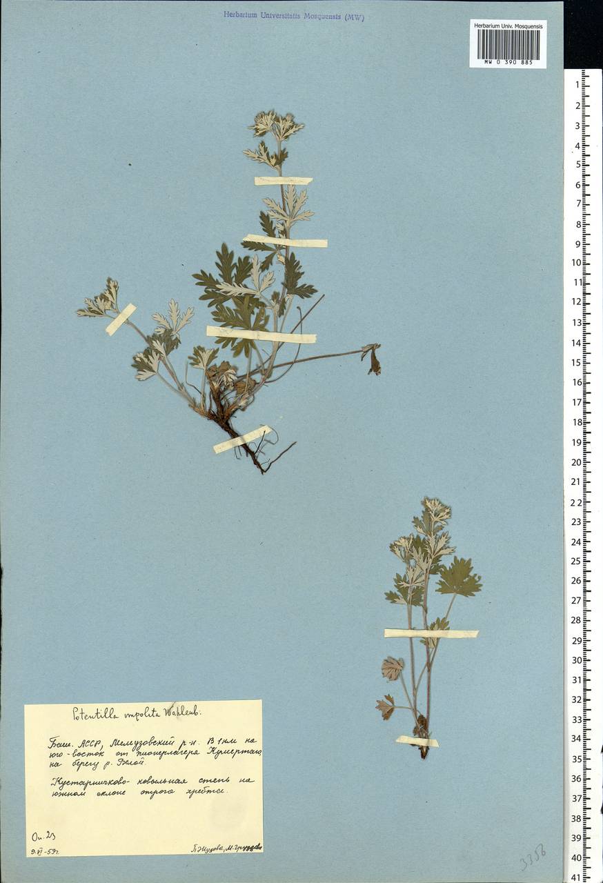 Potentilla argentea L., Eastern Europe, Eastern region (E10) (Russia)