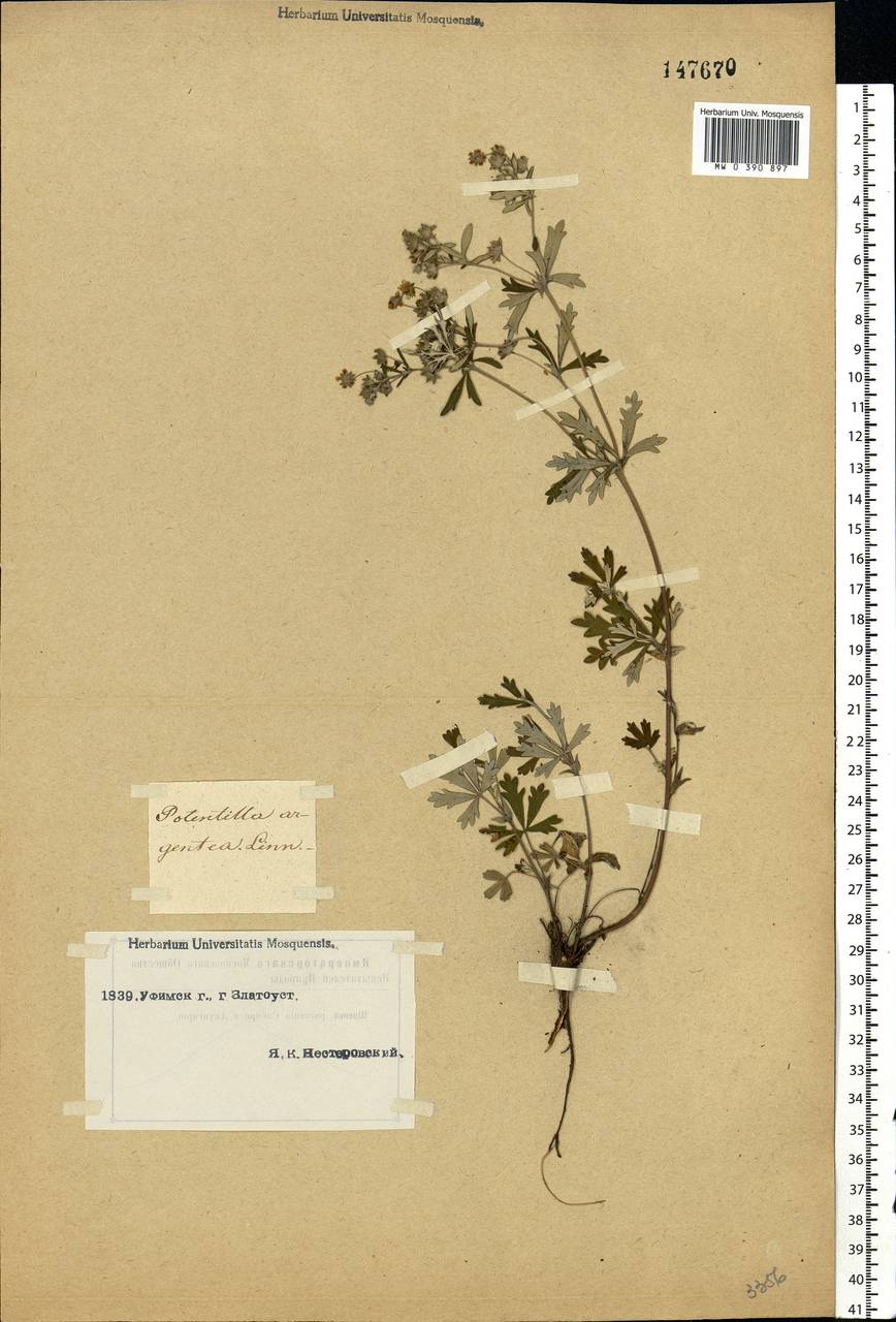 Potentilla argentea L., Eastern Europe, Eastern region (E10) (Russia)