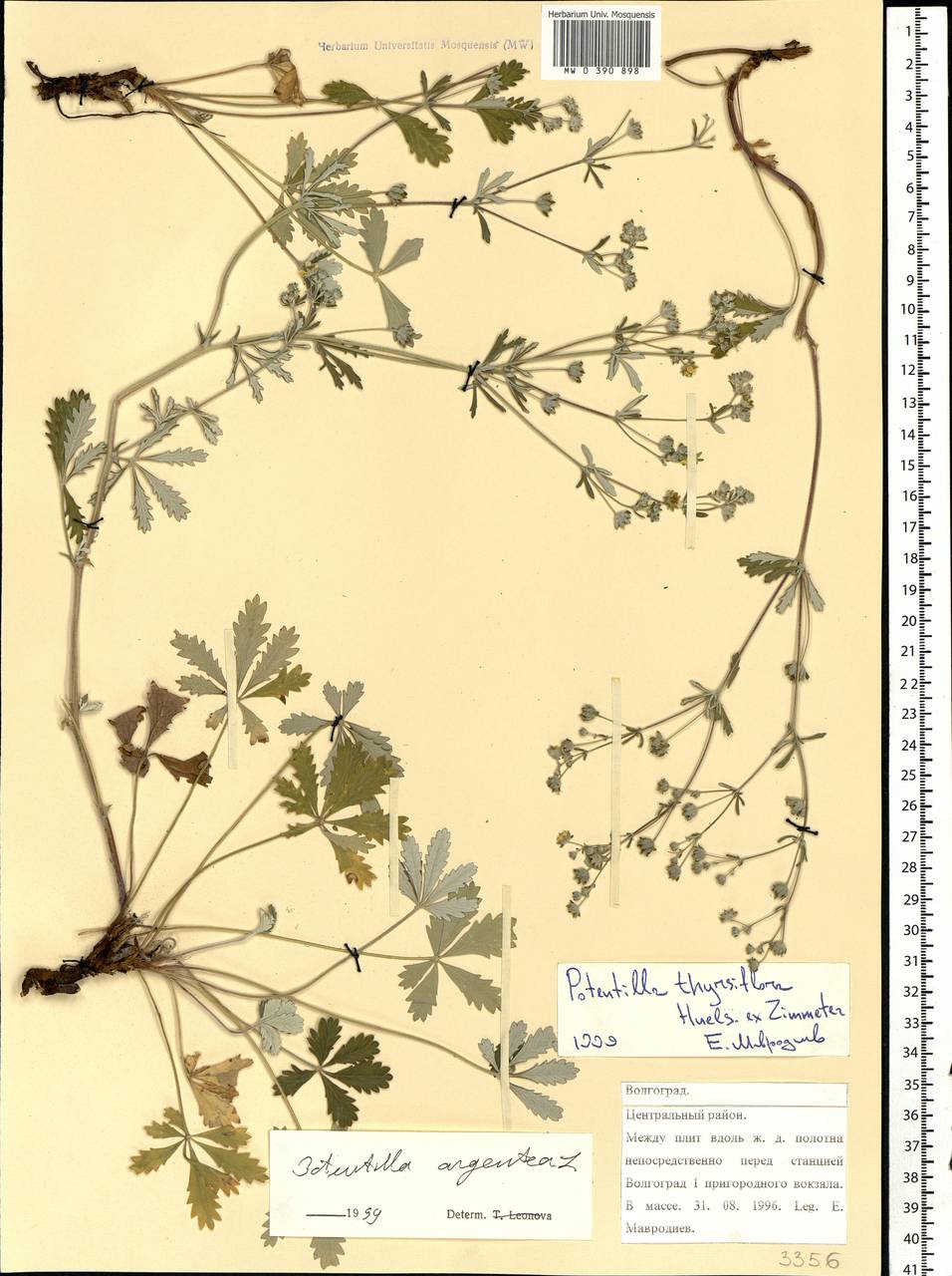 Potentilla argentea L., Eastern Europe, Lower Volga region (E9) (Russia)