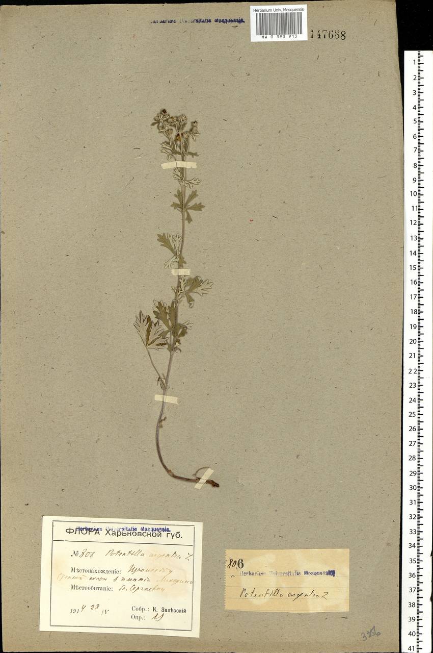 Potentilla argentea L., Eastern Europe, North Ukrainian region (E11) (Ukraine)