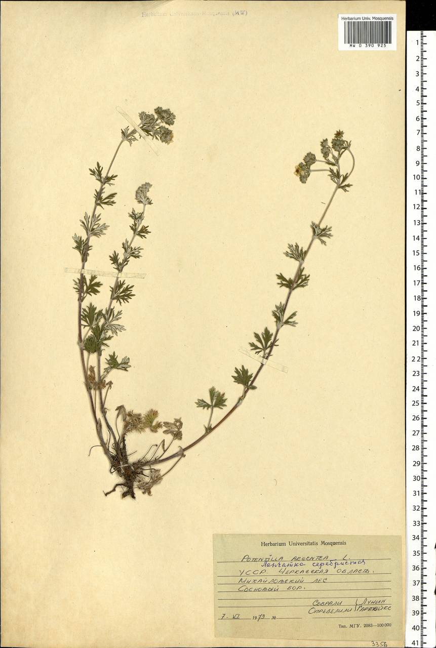 Potentilla argentea L., Eastern Europe, South Ukrainian region (E12) (Ukraine)