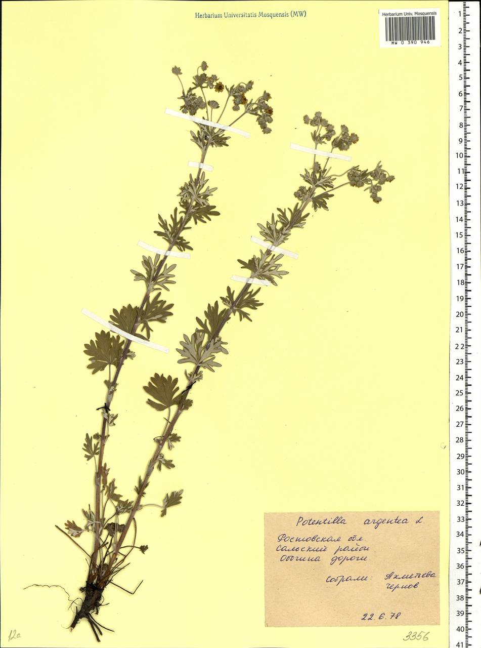 Potentilla argentea L., Eastern Europe, Rostov Oblast (E12a) (Russia)