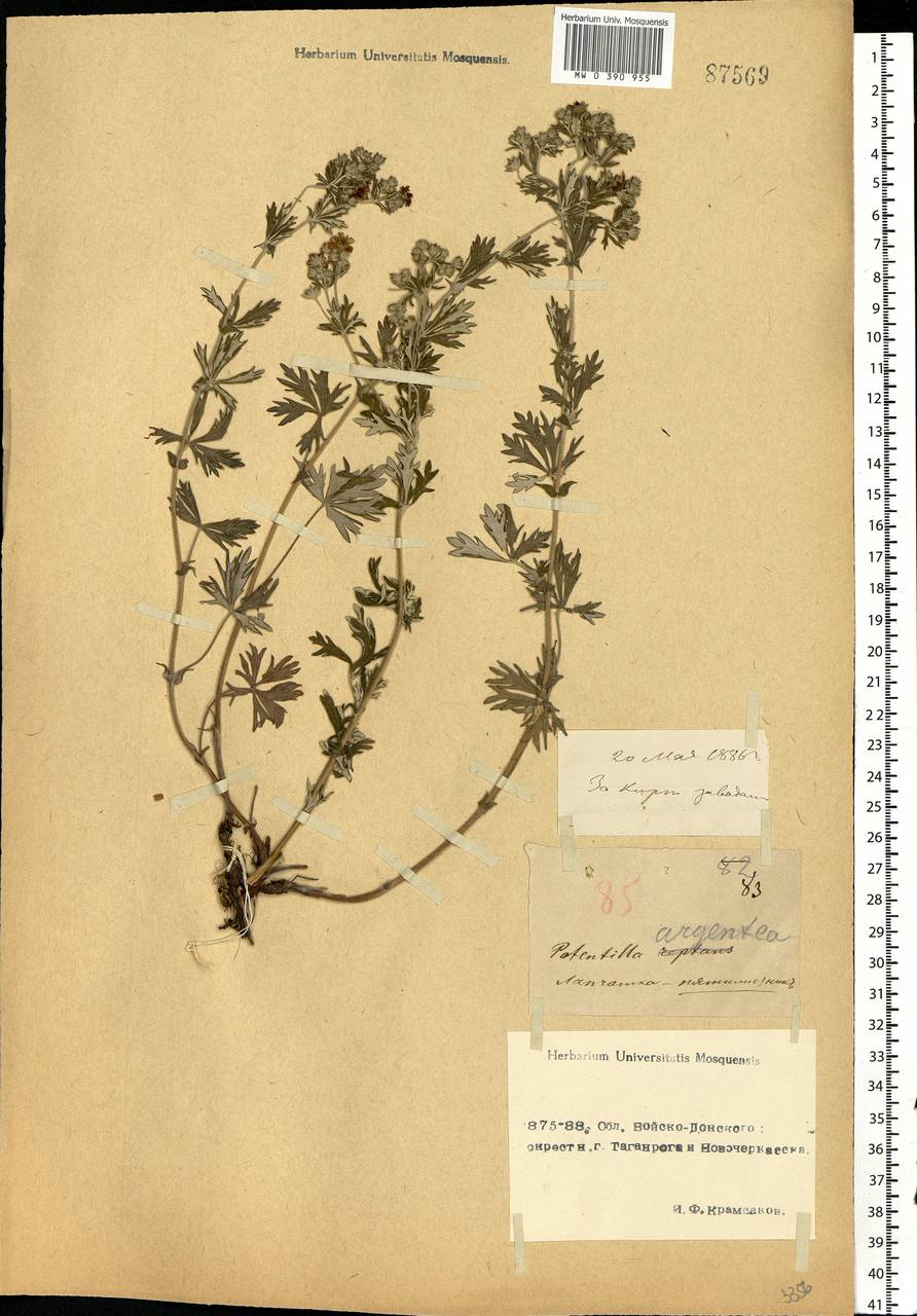 Potentilla argentea L., Eastern Europe, Rostov Oblast (E12a) (Russia)