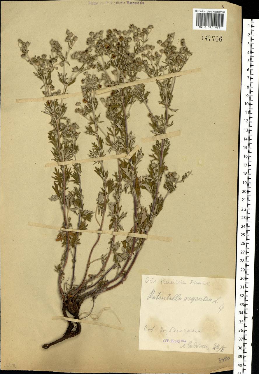 Potentilla argentea L., Eastern Europe, Central forest-and-steppe region (E6) (Russia)