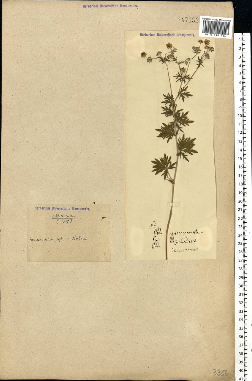 Potentilla argentea L., Eastern Europe, North Ukrainian region (E11) (Ukraine)