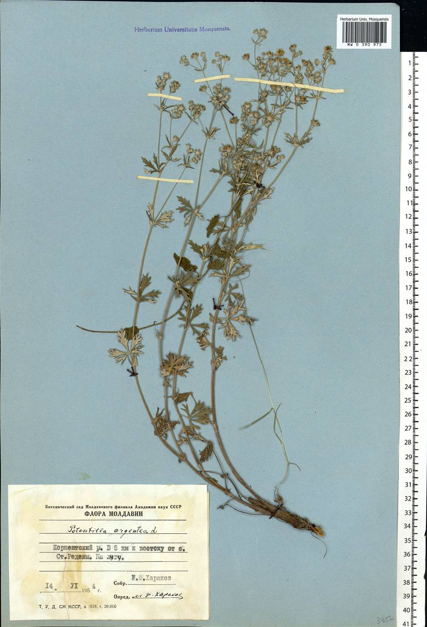 Potentilla argentea L., Eastern Europe, Moldova (E13a) (Moldova)