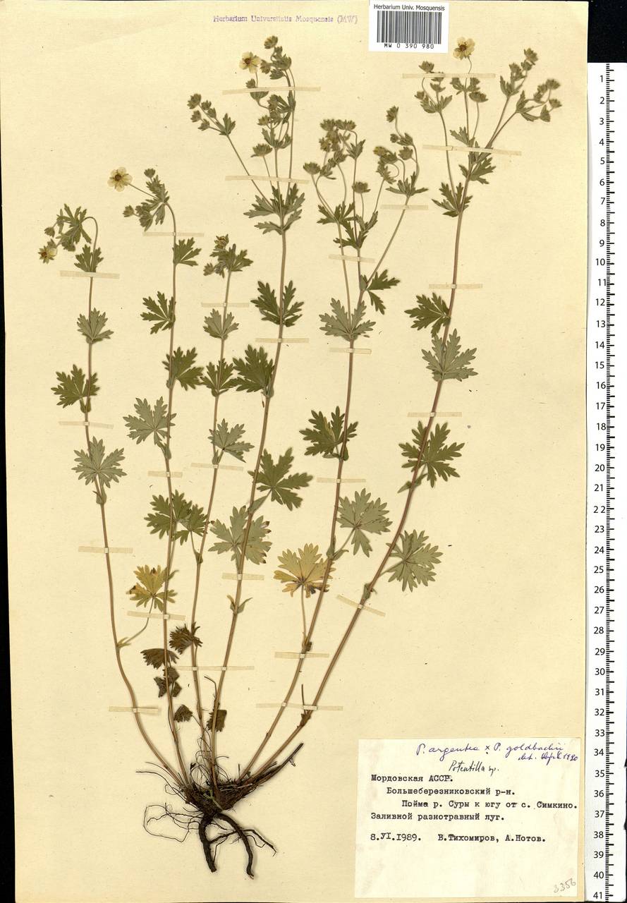 Potentilla argentea L., Eastern Europe, Middle Volga region (E8) (Russia)