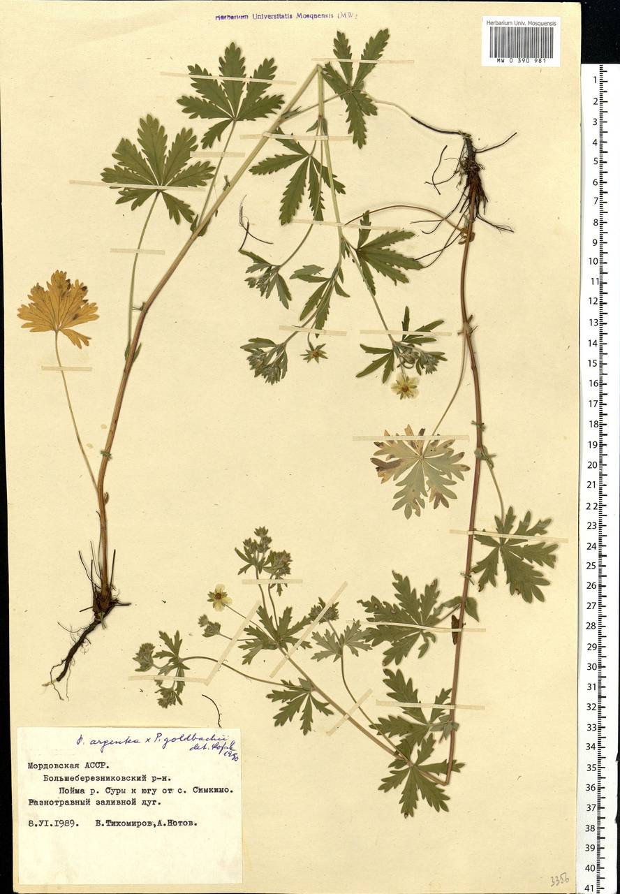 Potentilla argentea L., Eastern Europe, Middle Volga region (E8) (Russia)