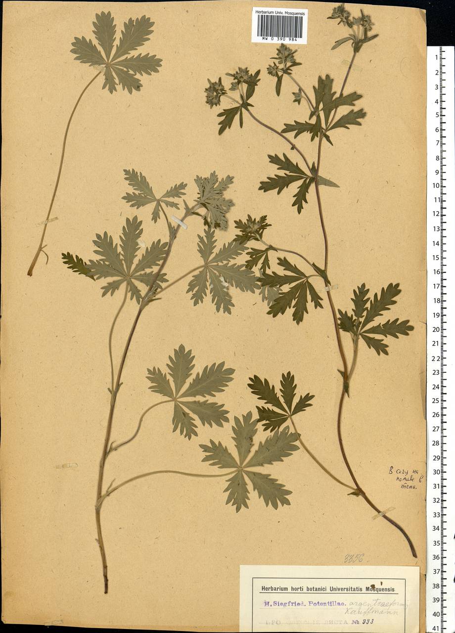 Potentilla argenteiformis Kauffm., Eastern Europe, Moscow region (E4a) (Russia)