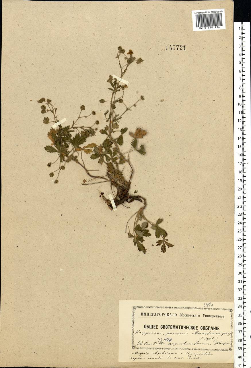 Potentilla argenteiformis Kauffm., Eastern Europe, Moscow region (E4a) (Russia)