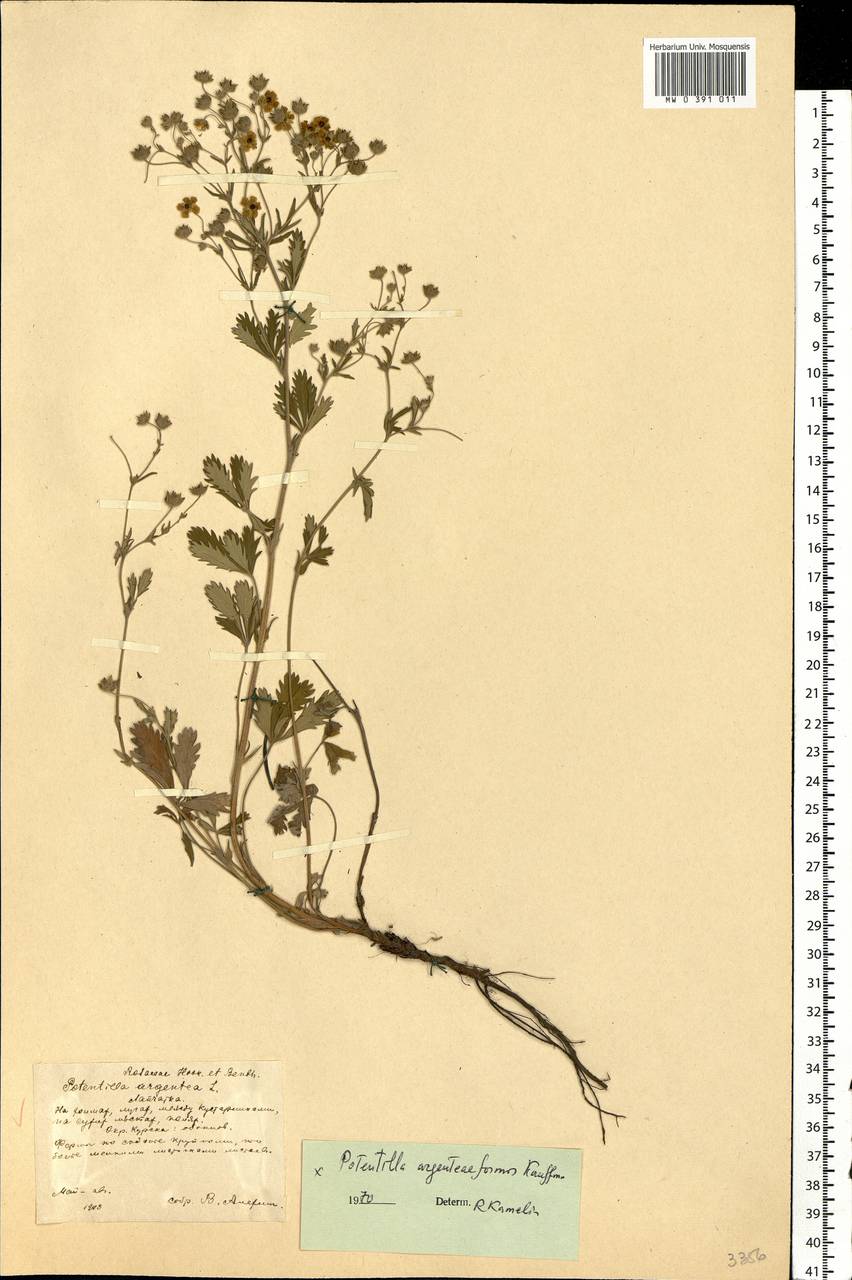 Potentilla argenteiformis Kauffm., Eastern Europe, Central forest-and-steppe region (E6) (Russia)