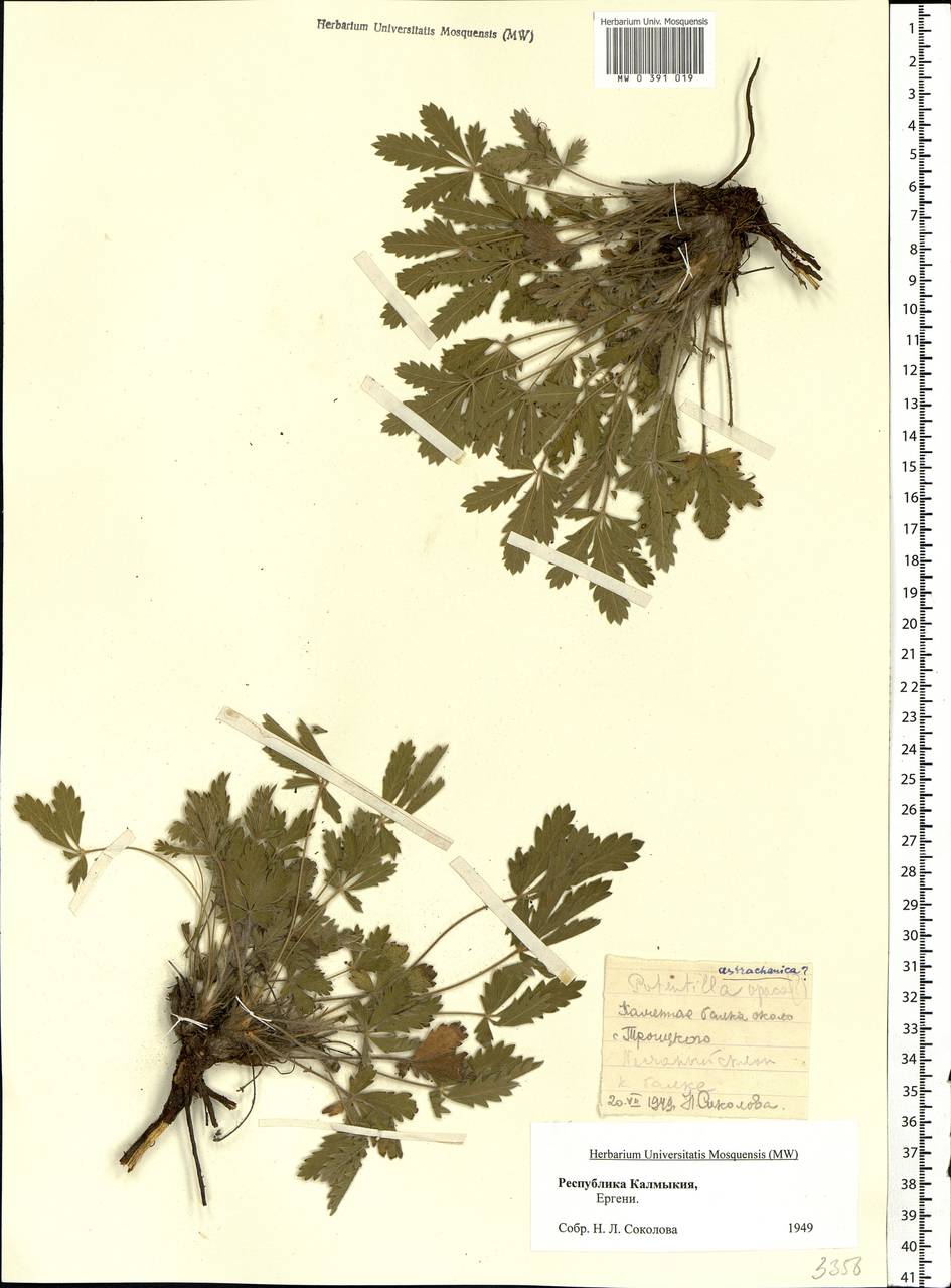 Potentilla astracanica Jacq., Eastern Europe, Lower Volga region (E9) (Russia)