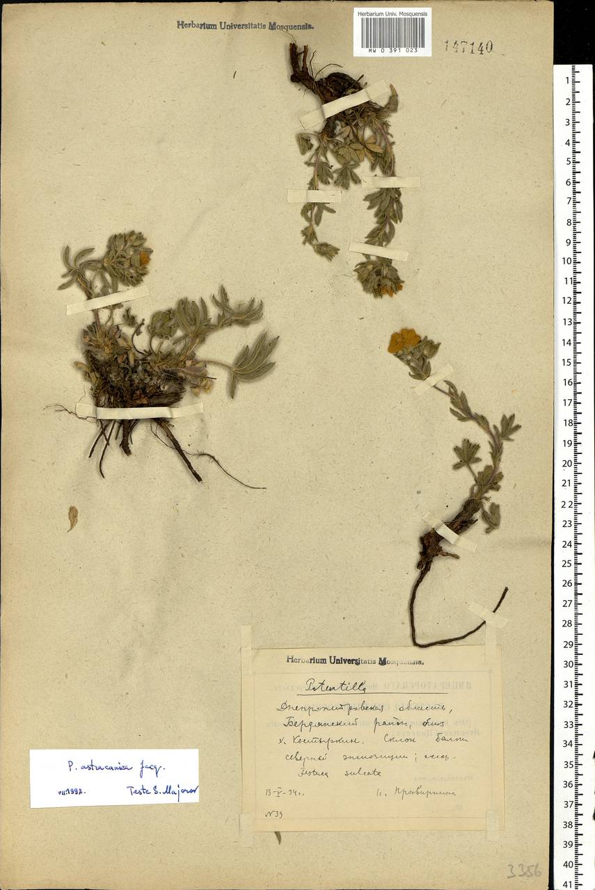 Potentilla astracanica Jacq., Eastern Europe, South Ukrainian region (E12) (Ukraine)
