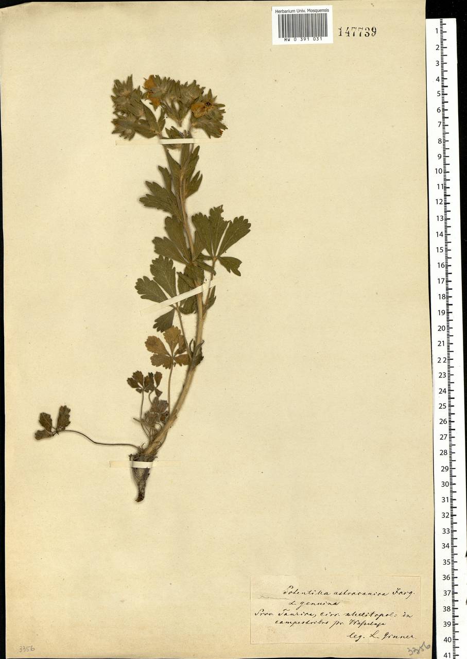 Potentilla astracanica Jacq., Eastern Europe, South Ukrainian region (E12) (Ukraine)