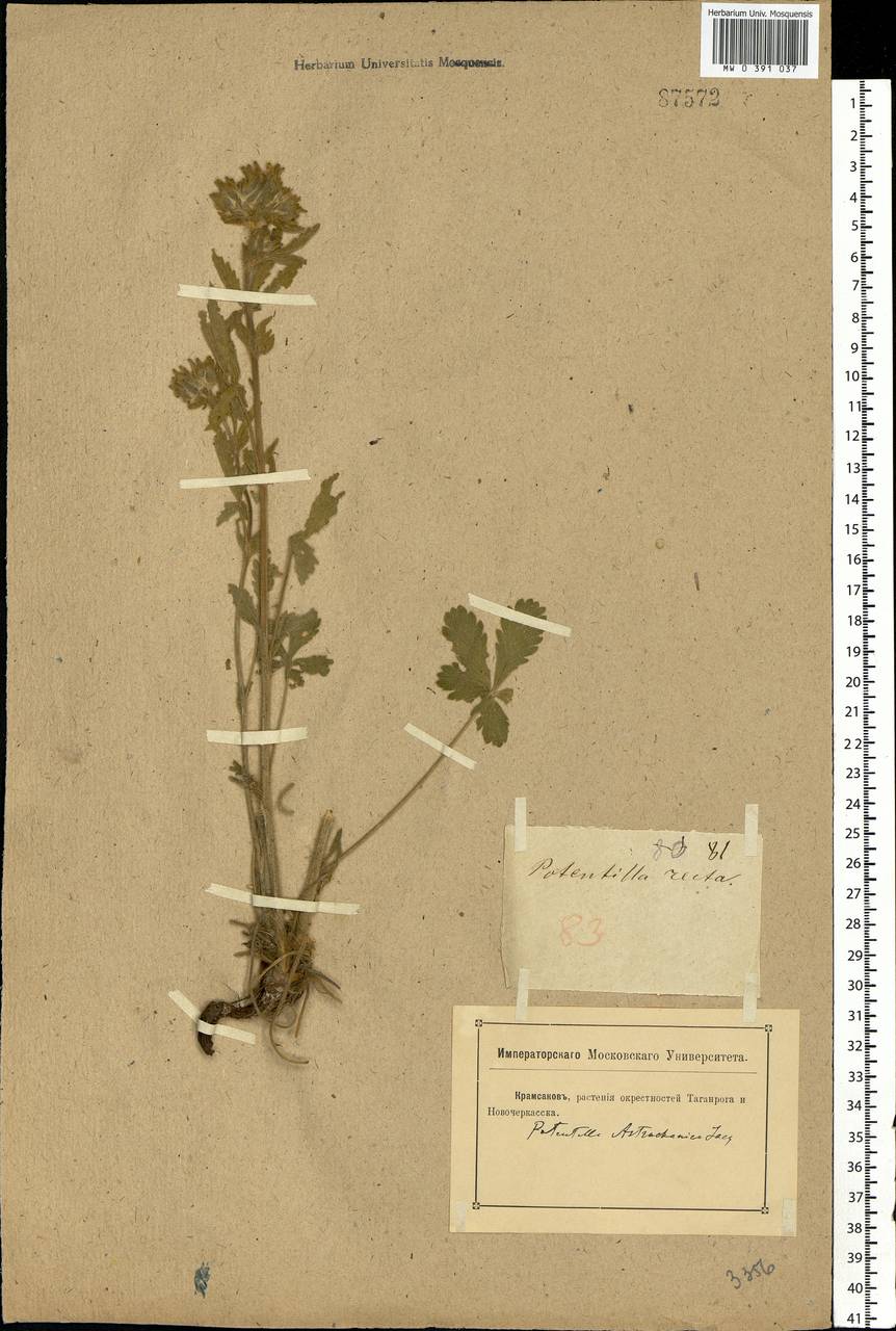 Potentilla astracanica Jacq., Eastern Europe, Rostov Oblast (E12a) (Russia)