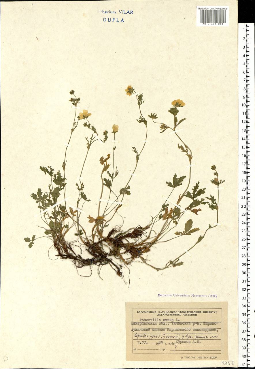 Potentilla aurea L., Eastern Europe, West Ukrainian region (E13) (Ukraine)