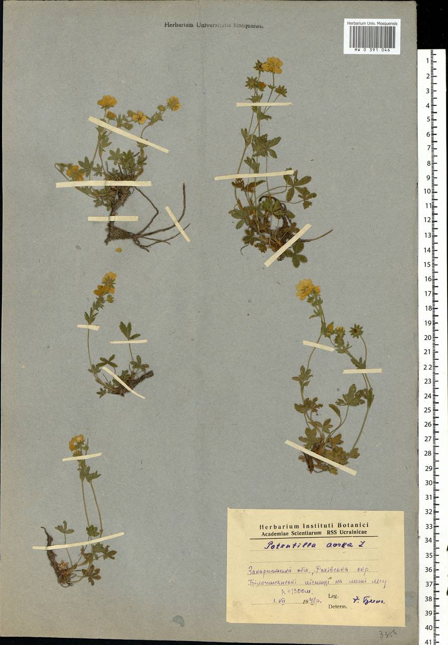 Potentilla aurea L., Eastern Europe, West Ukrainian region (E13) (Ukraine)