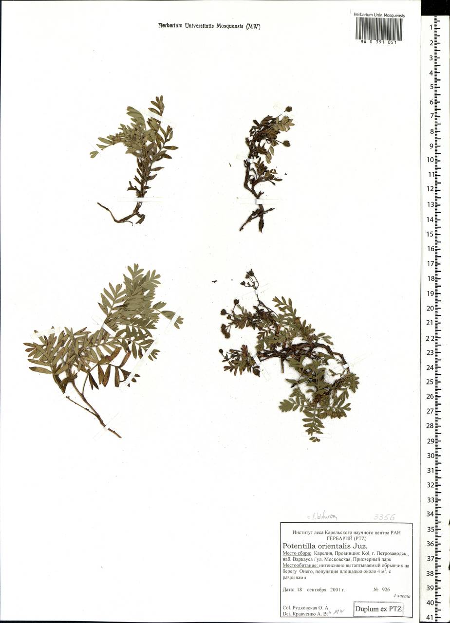 Sibbaldianthe bifurca (L.) Kurtto & T. Erikss., Eastern Europe, Northern region (E1) (Russia)