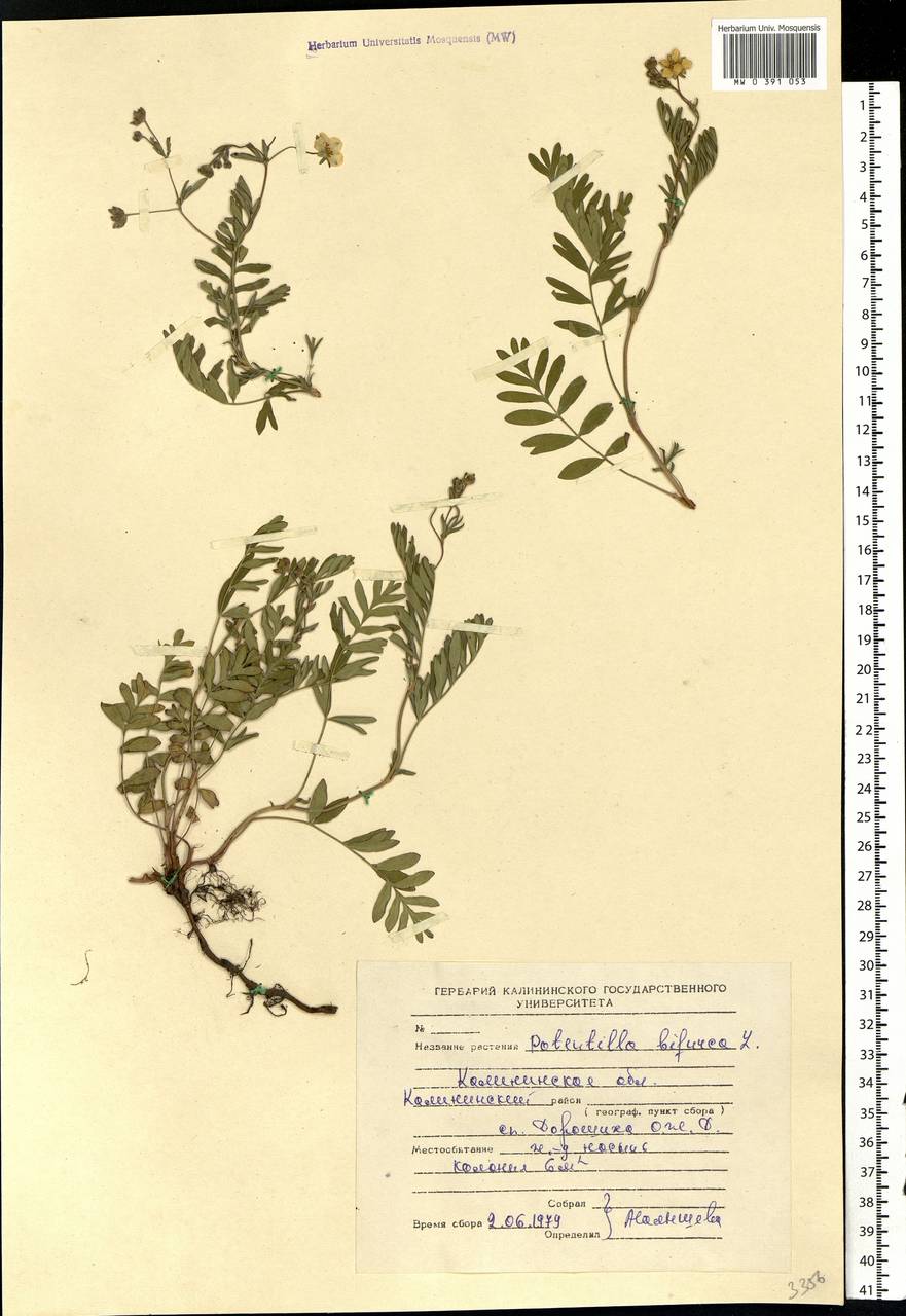 Sibbaldianthe bifurca (L.) Kurtto & T. Erikss., Eastern Europe, North-Western region (E2) (Russia)
