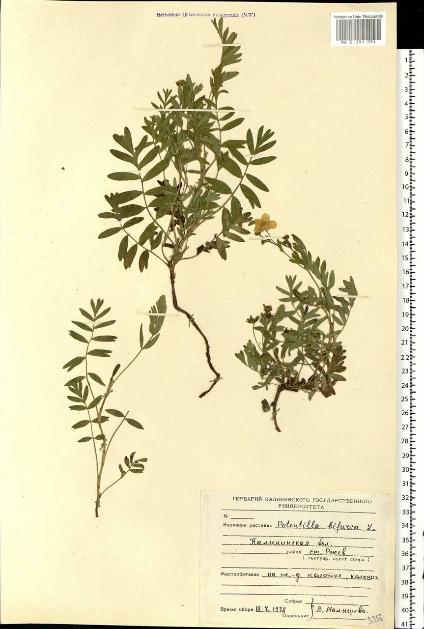 Sibbaldianthe bifurca subsp. bifurca, Eastern Europe, North-Western region (E2) (Russia)