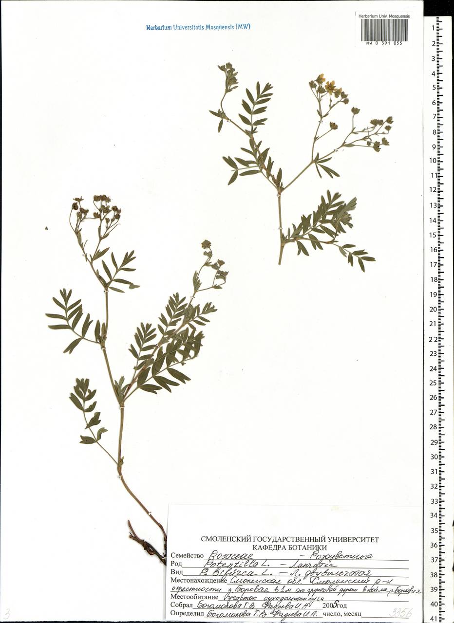 Sibbaldianthe bifurca subsp. bifurca, Eastern Europe, Western region (E3) (Russia)