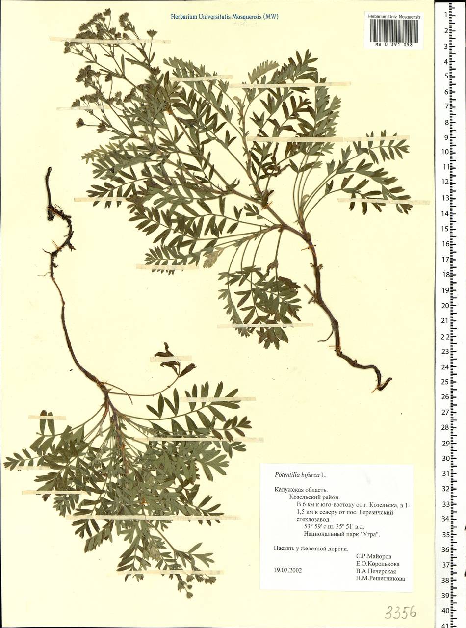 Sibbaldianthe bifurca (L.) Kurtto & T. Erikss., Eastern Europe, Central region (E4) (Russia)